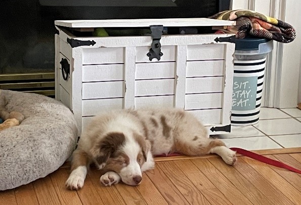 Layla dreaming of a fire and her toybox